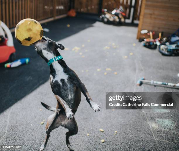 Dog Ripping Dog Ripping Up Photos and Premium High Res Pictures - Getty Images
