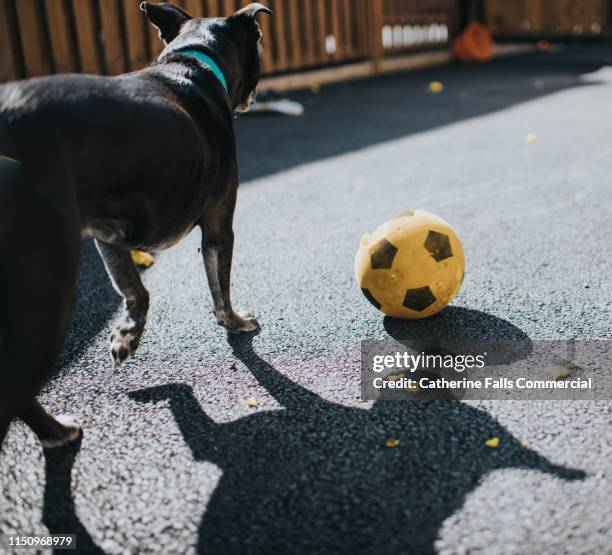 Dog Ripping 115 Dog Ripping Up Stock Photos, High-Res Pictures, and Images - Getty ...