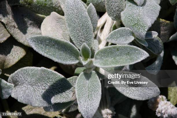 stachys byzantina plant - big ears stock pictures, royalty-free photos & images