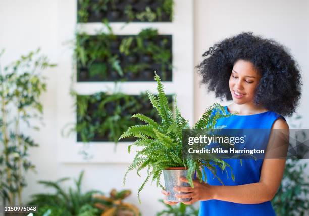 young mixed race female working in creative team in sustainable modern office tending to plant. - jamaican people stock pictures, royalty-free photos & images