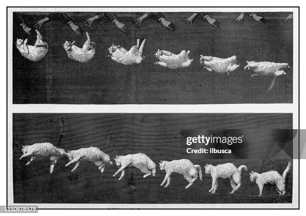 stockillustraties, clipart, cartoons en iconen met antieke illustratie: cat landing - meervoudig beeld