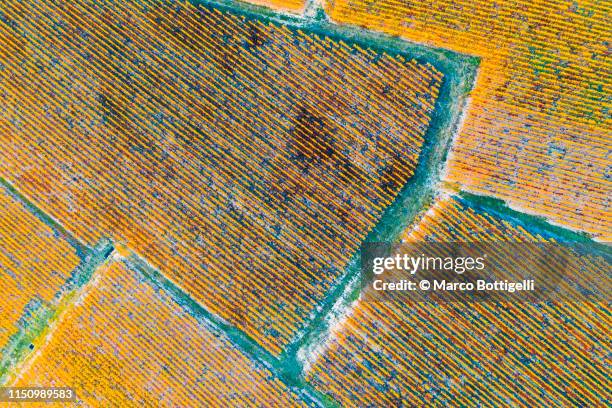 top-down high angle view of vineyards, burgundy, france - vignes bourgogne photos et images de collection