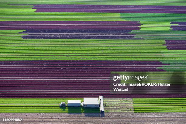 harvester on lettuce field, cultivation of red and green lettuce in rows, schleswig-holstein, germany - monoculture stock pictures, royalty-free photos & images