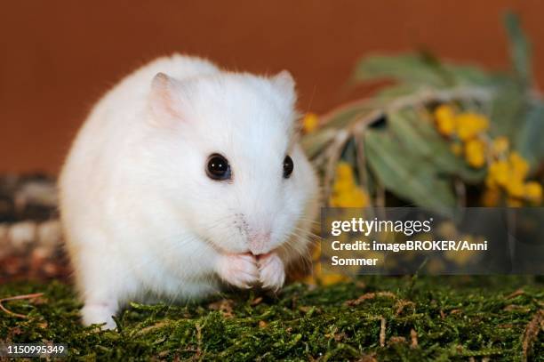 dsungarian dwarf hamster, white, sitting on moss, austria - djungarian hamster stock pictures, royalty-free photos & images