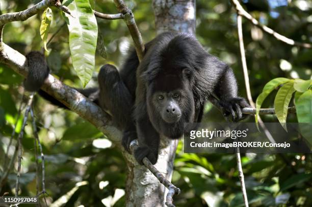 black howler monkey (alouatta pigra) in tree, captive, belize district, belize - howler monkey stock pictures, royalty-free photos & images