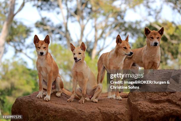 dingos (canis familiaris dingo), adult, pack on rocks, vigilant, phillip island, gippsland, victoria - dingo imagens e fotografias de stock