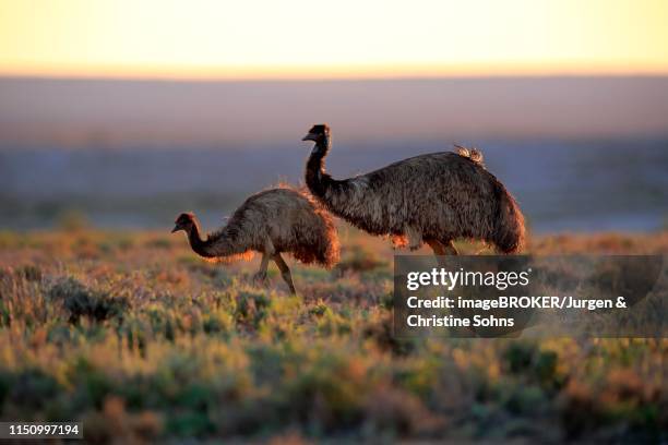 emus (dromaius novaehollandiae), adult couple at sunset, sturt national park, new south wales - émeu photos et images de collection