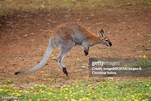 red-necked wallaby (macropus rufogriseus), adult jumping, cuddly creek, south australia - wallaby stock pictures, royalty-free photos & images