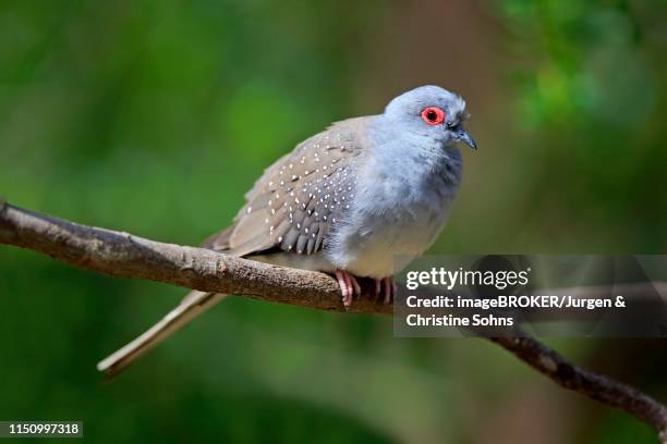 diamond dove (geopelia cuneata), adult, on perch, cuddly creek, south australia - geopelia cuneata stock pictures, royalty-free photos & images