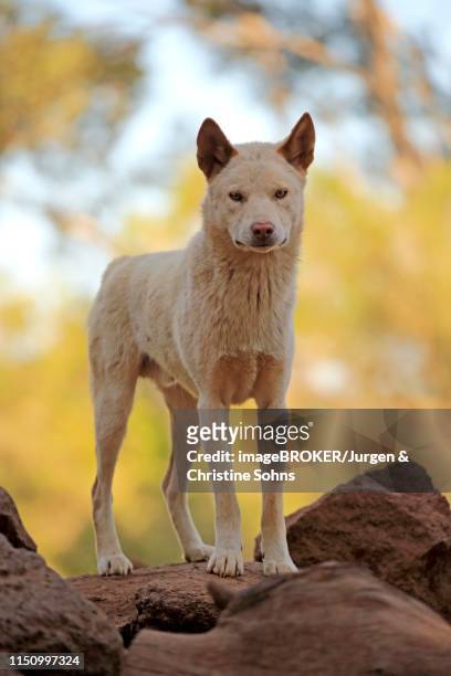 dingo (canis familiaris dingo), adult, stands alert on rocks, phillip island, gippsland, victoria - dingo imagens e fotografias de stock