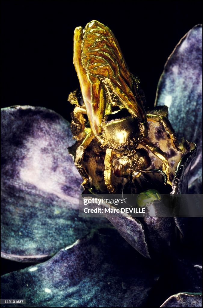 Vo Van Tho, From Entomology To Sculpture In Rennes, France In October, 2001.