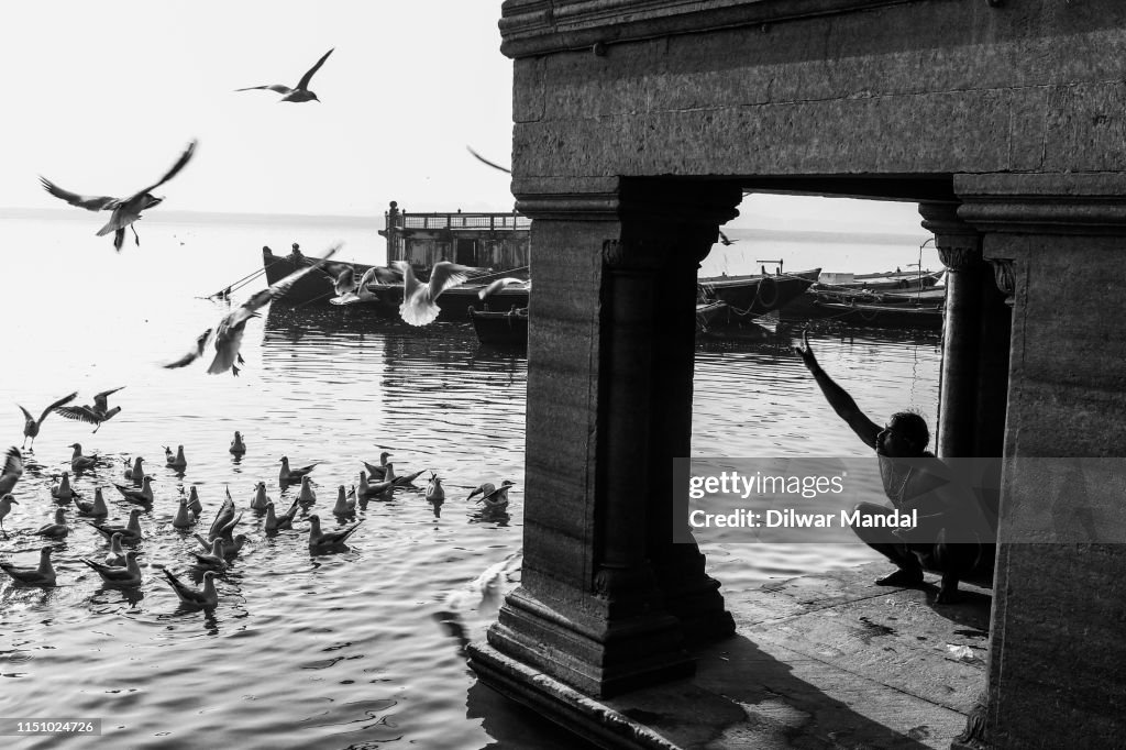 Feeding Gulls At Early Morning In Varanasi