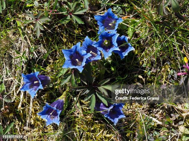 blue gentians (gentiana kochiana) flowering in ticino - herbstenzian stock-fotos und bilder