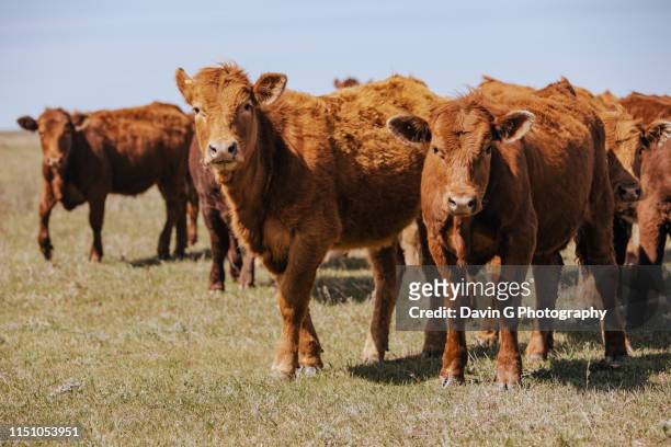 cows in pasture - alberta ranch landscape stock-fotos und bilder