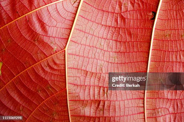 red leaves texture background - skin macro stock pictures, royalty-free photos & images