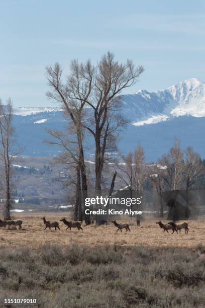 Elk Springerville 156 Elk Basin Stock Photos, High-Res Pictures, and Images - Getty Images