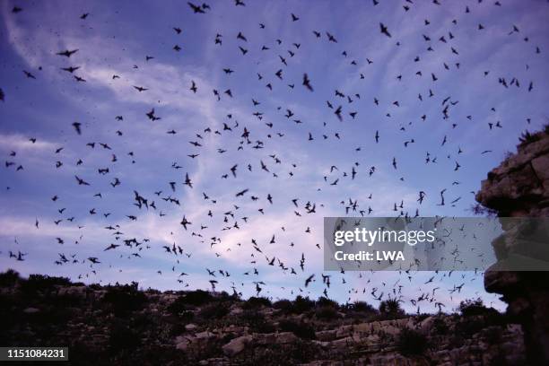 mexican free-tailed bats - carlsbad caverns national park stock-fotos und bilder