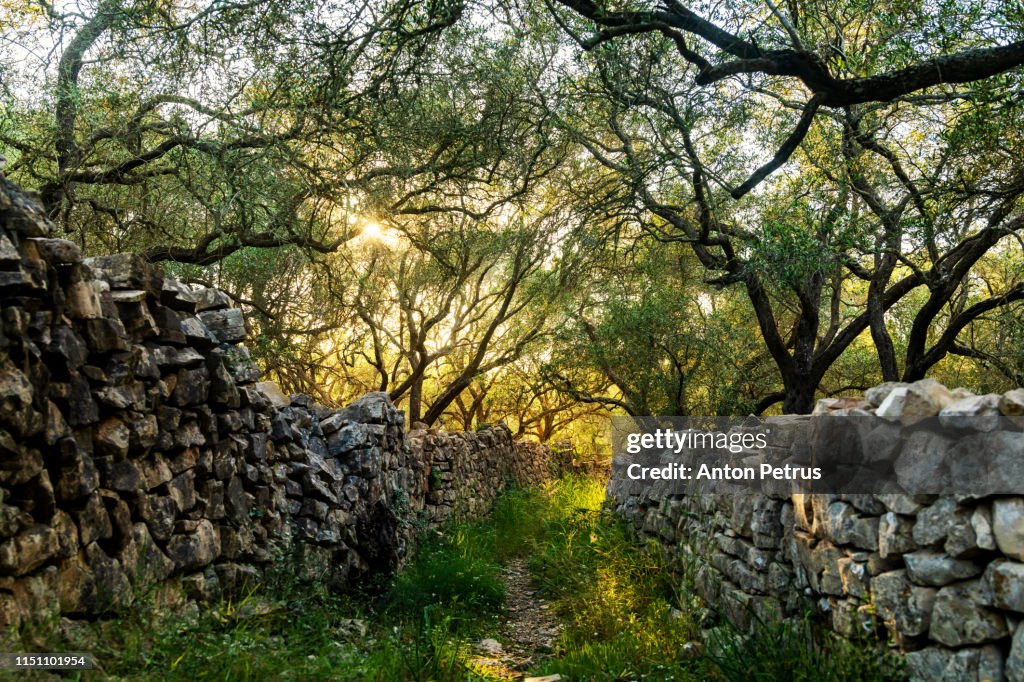 Olive trees garden. Mediterranean olive orchard with old olive trees. Greece