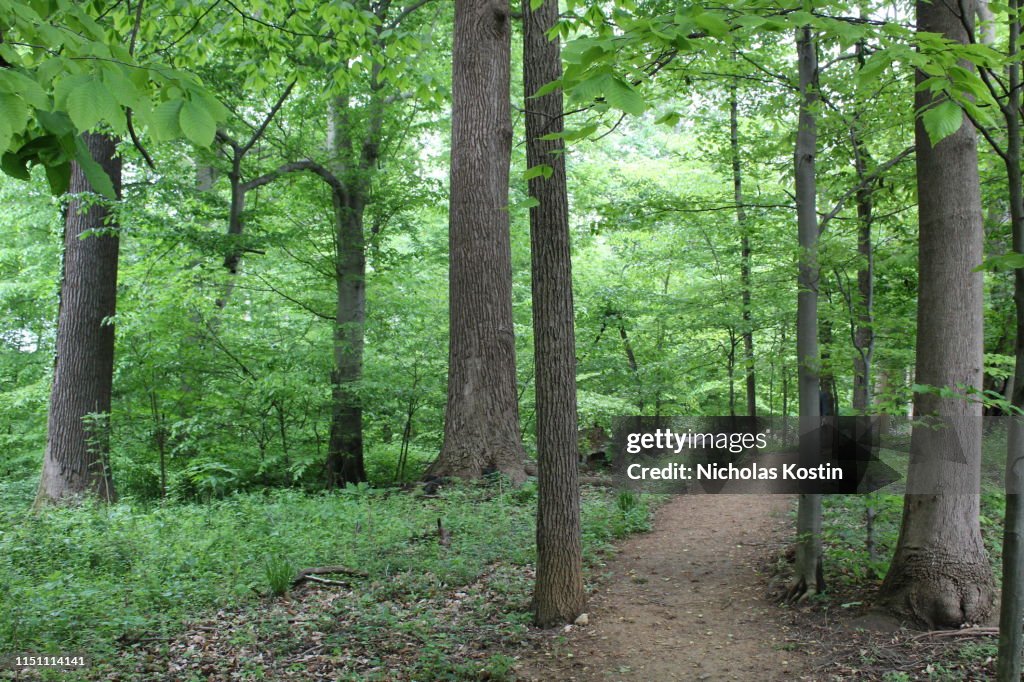 Magical Spring Forest High-Res Stock Photo - Getty Images