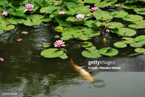 rainy koi fish pond with lovely pink water lilies in bloom - waterlelie stockfoto's en -beelden