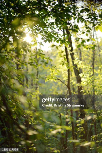 branches with green fresh spring leaves in a beautiful sunlight - spring norway stock pictures, royalty-free photos & images