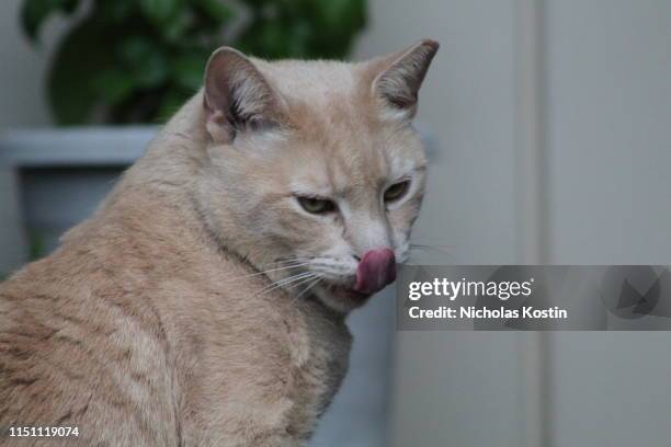 portrait of a ginger tabby cat - feet lick stockfoto's en -beelden