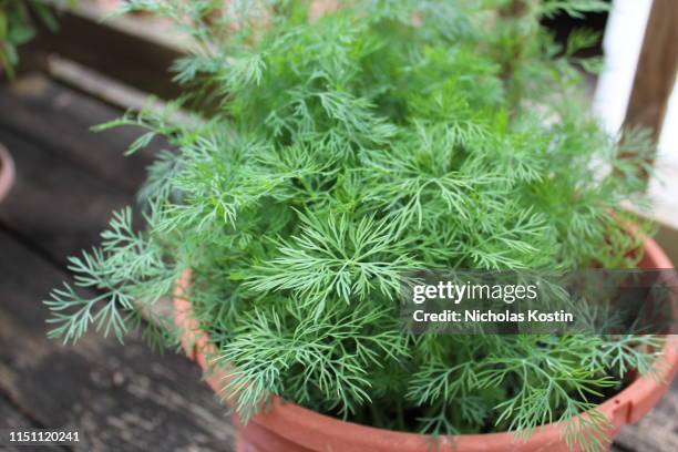 fresh organic dill - dill stock-fotos und bilder