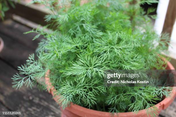 fresh organic dill - dill stock pictures, royalty-free photos & images