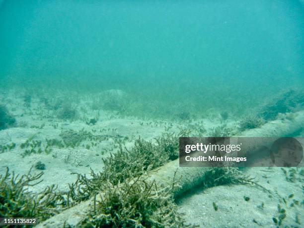 underwater cable on sea floor - undersea stock pictures, royalty-free photos & images