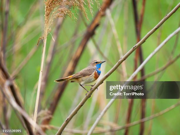 bluethroat on the twig - nightingale bird stock pictures, royalty-free photos & images