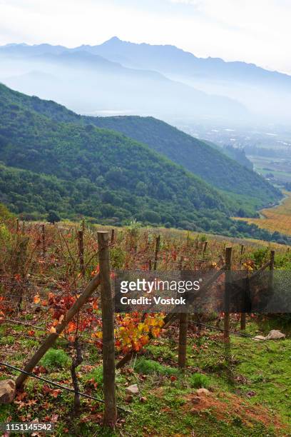 vineyards in the valparaiso valley - valparaiso chile stockfoto's en -beelden