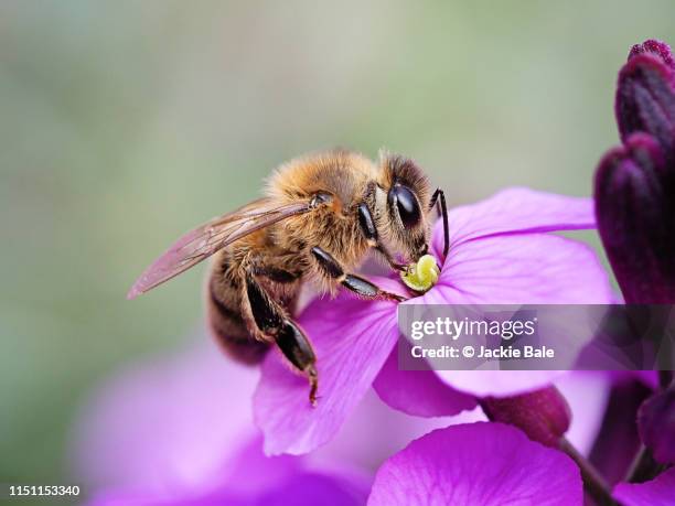 honey bee on a purple wallflower - honungsbi bildbanksfoton och bilder