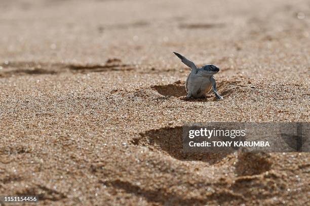 Green turtle hatchling emerges from a nest on the beach at Manda island on June 18 one of four main island's of the Lamu archipelago where life has...