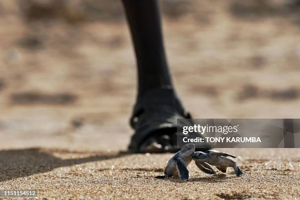 Pair of Green turtle hatchling crawls towards the ocean as a turtle conservationist follows in the background at Manda island on June 18 one of four...