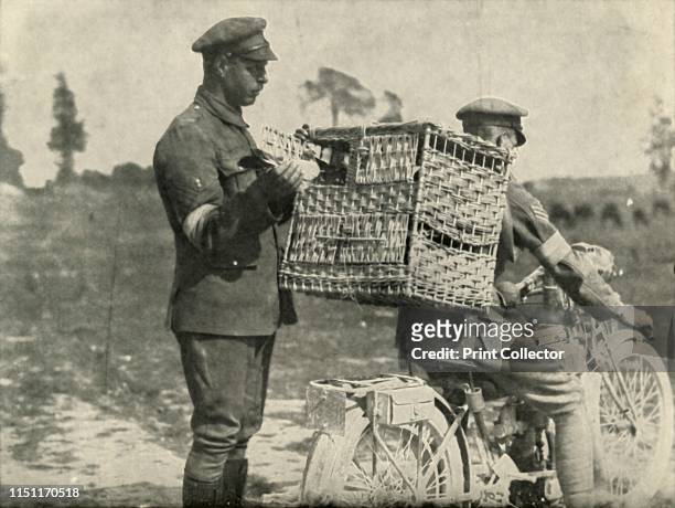 British Army Carrier Pigeons in France', . 'Carrier pigeons being sent up the line', scene from the First World War, 1914-1919. From "The History of...