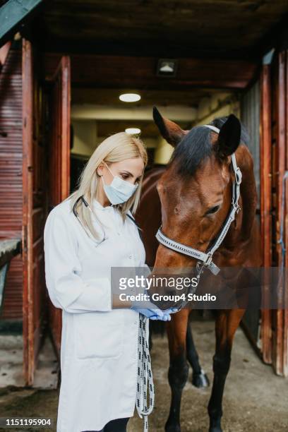dierenarts met paard - holding horse stockfoto's en -beelden