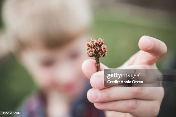 boy showing off a tree bud - tag 7 bildbanksfoton och bilder