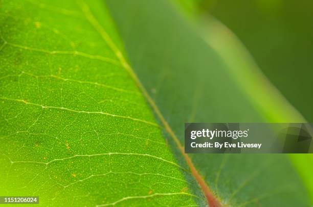 macro photograph of a eucalyptus tree leaf - eucalyptus leaves stock-fotos und bilder