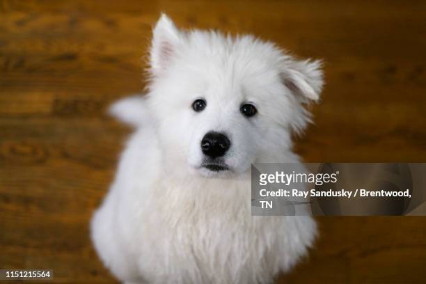 begging samoyed puppy - samojeed stockfoto's en -beelden