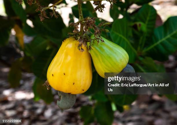 Fruits of shea butter tree, Savanes district, Shienlow, Ivory Coast on May 2, 2019 in Shienlow, Ivory Coast.