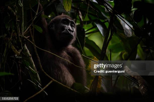 wildlife portrait of a western lowland gorilla in congo - western lowland gorilla stock pictures, royalty-free photos & images