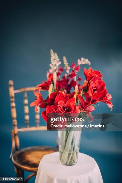 amaryllis, flowers - amaryllis stock-fotos und bilder