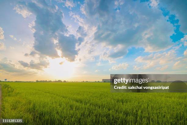 idyllic view sun shining over the field against sky during sunset, thailand - sky low angle view stock pictures, royalty-free photos & images