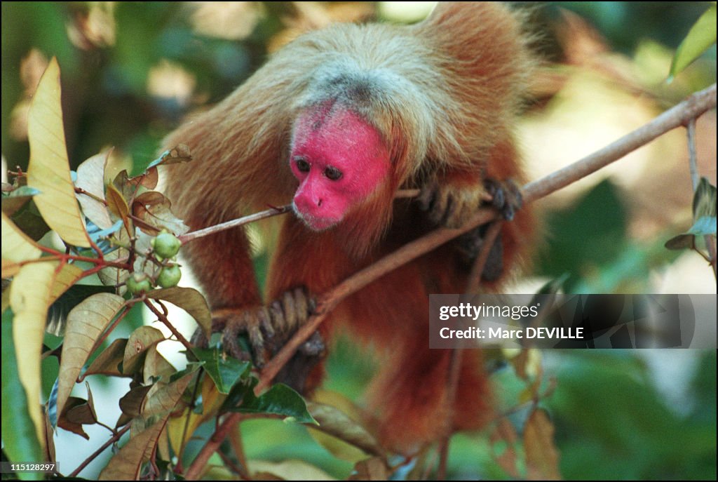 Amazon Rain Forest : Despina Chronopoulos, Explorer Of Mamiraua, The World'S Largest Nature Reserve In Brazil In April, 2002.