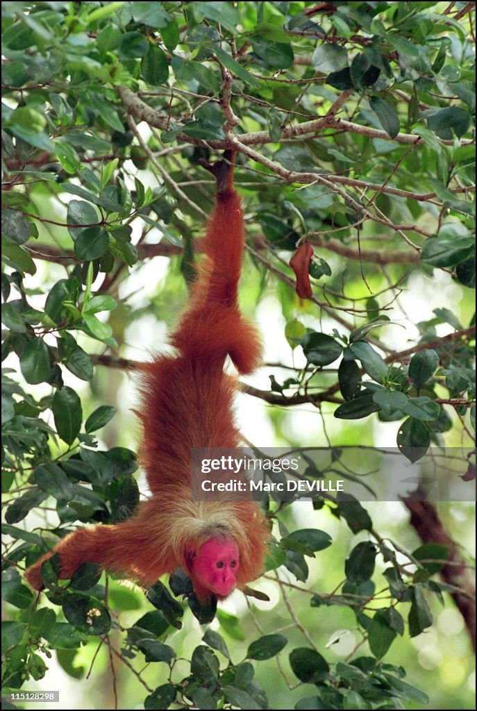 Amazon Rain Forest : Despina Chronopoulos, Explorer Of Mamiraua, The World'S Largest Nature Reserve In Brazil In April, 2002.
