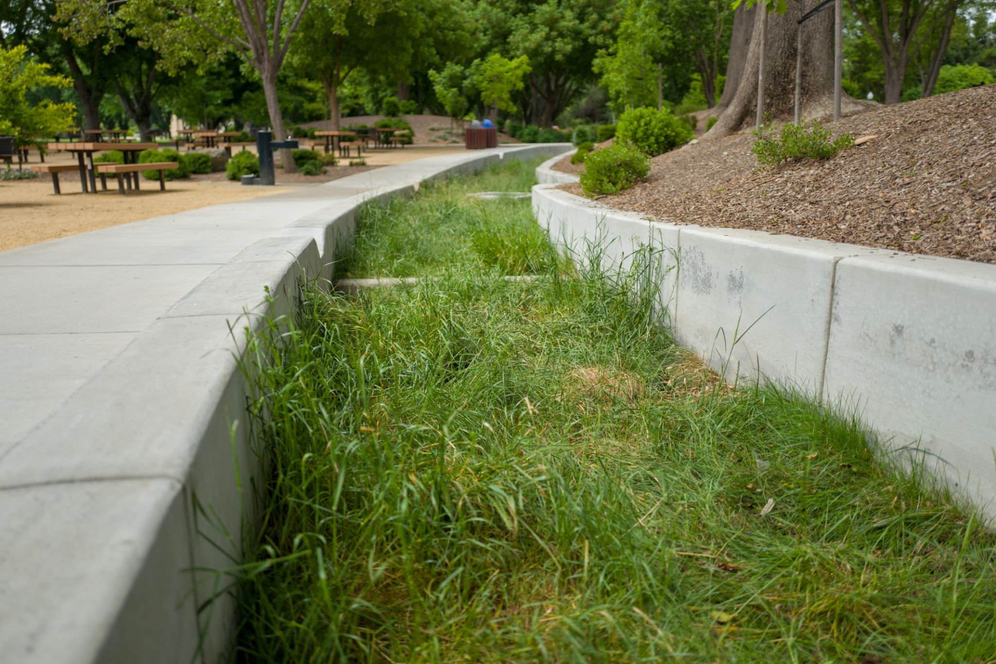 bio-swale garden
