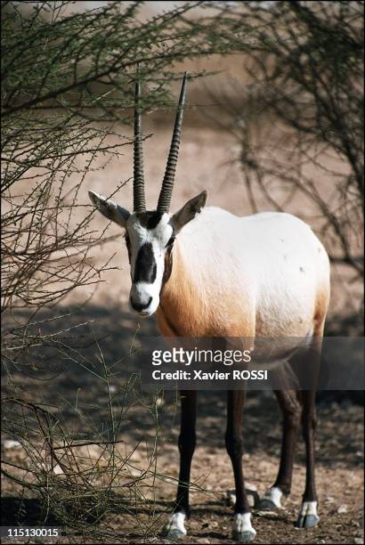 Al Wabra wildlife preservation: Sheikh Saoud Al-Thani's Noah's Ark in Qatar in January, 2003 - The Arabian Oryx . The animal is the official symbol...