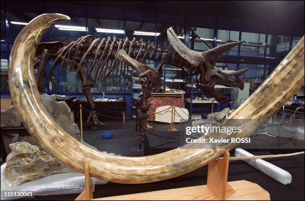 Al Wabra wildlife preservation: Sheikh Saoud Al-Thani's Noah's Ark in Qatar in January, 2003 - The fossil department of Sheikh Saoud's private...