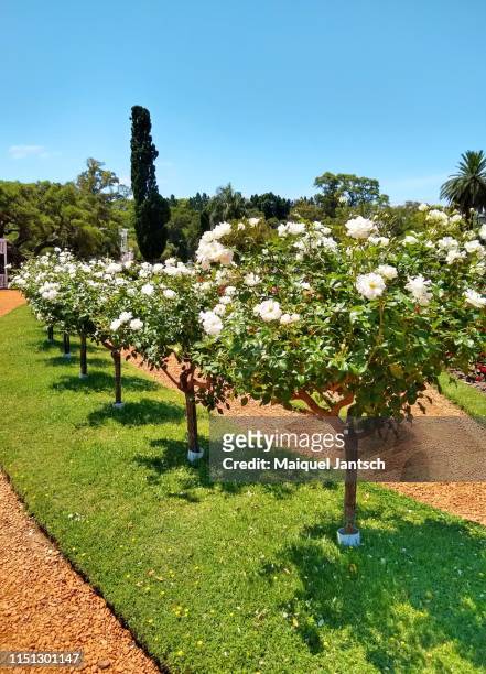 roses in the rosedal, a rose garden in buenos aires - argentina. - rose bush stock pictures, royalty-free photos & images