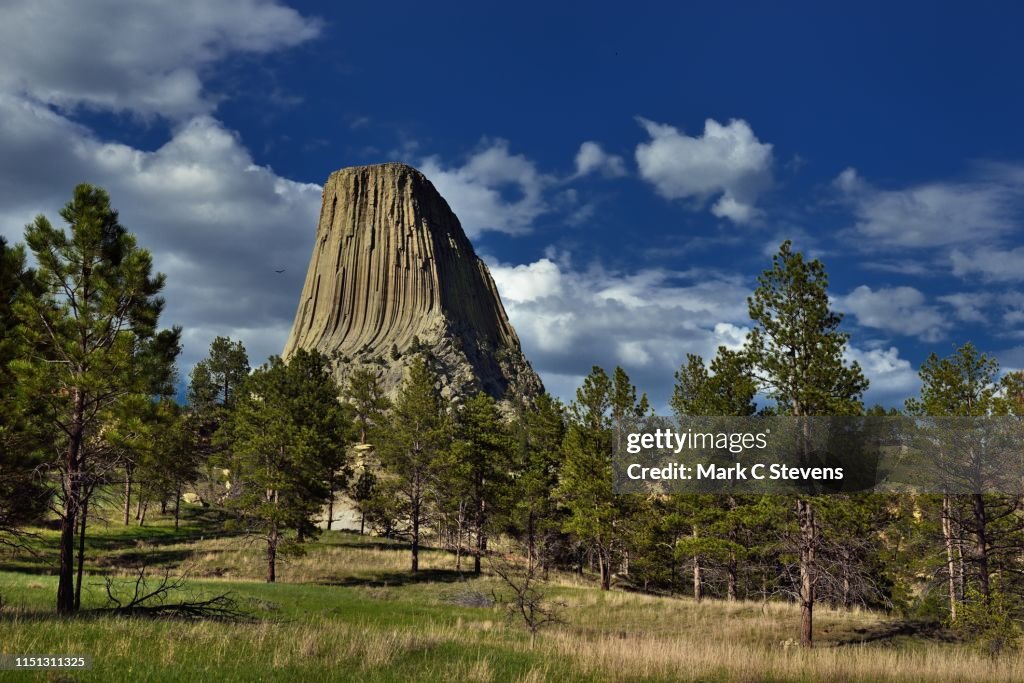 A Lone Raven Soaring Overs the Devils Tower National Monument